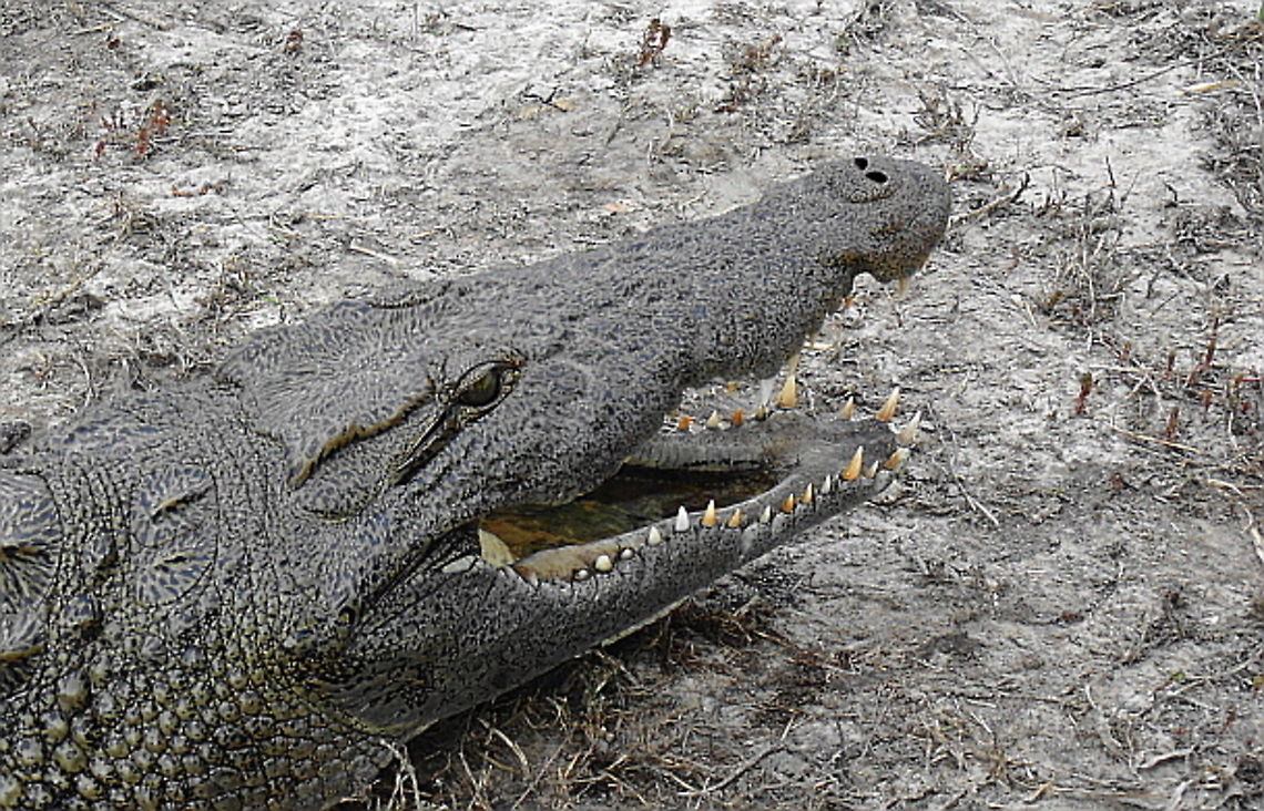 Crocodile A Nile Crocodile basking on the mudflats on the Chobe River Botswana,Crocodylus niloticus,Fall,Geotagged,Nile crocodile