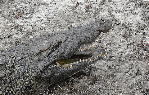 Crocodile A Nile Crocodile basking on the mudflats on the Chobe River Botswana,Crocodylus niloticus,Fall,Geotagged,Nile crocodile