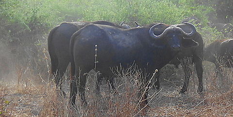 Cape Buffalo Herd A herd of Cape Buffaloes pause in the bush at Chobe National Park African buffalo,Buffalos,Syncerus caffer