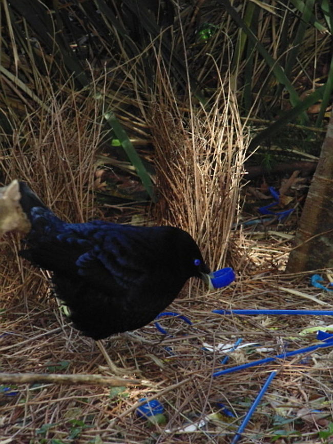 Bower Gardening A Satin Bower Bird rearranges it&#039;s blue trinkets at the bower Australia,Australian Birds,Birds,Geotagged,Ptilonorhynchus violaceus,Satin Bower Bird,Satin Bowerbird,Winter