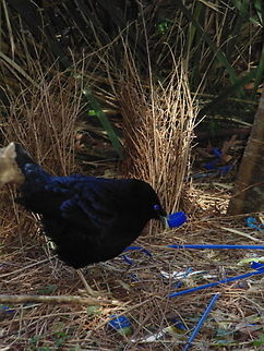 Bower Gardening A Satin Bower Bird rearranges it's blue trinkets at the bower Australia,Australian Birds,Birds,Geotagged,Ptilonorhynchus violaceus,Satin Bower Bird,Satin Bowerbird,Winter