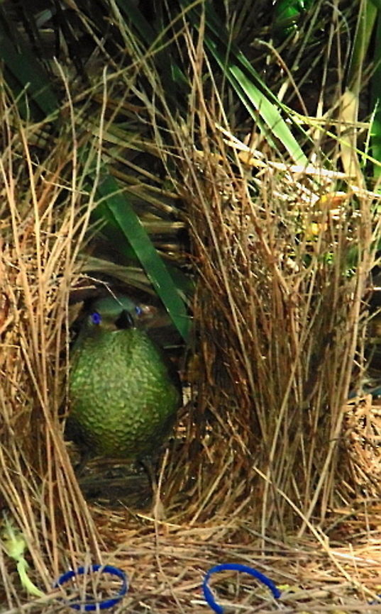 Female Satin Bower Bird A Female Satin Bower Bird has been attracted into the male's bower Australia,Australian Birds,Birds,Geotagged,Ptilonorhynchus violaceus,Satin Bower Bird,Satin Bowerbird,Winter