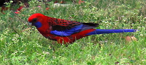 Crimson Rosella A Crimson Rosella feeds on grass seeds Australian Birds,Birds,Crimson Rosella,Crimson rosella,Platycercus elegans