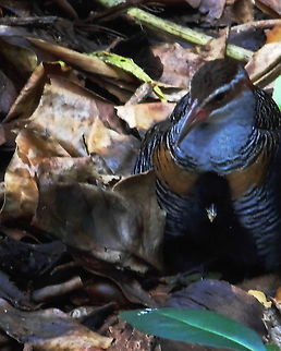 Buff-banded Rail and Chick A female Buff-banded Rail and chick concealed in dead leaves on Green Island Australia,Australian Birds,Birds,Buff-banded Rail,Gallirallus philippensis,Geotagged,Spring