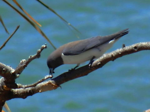 White-Breasted Woodswallow A White-Breasted Woodswallow catched a small insect in the tree branches Artamus leucorynchus,Australia,Australian Birds,Birds,Geotagged,Spring,White-Breasted Woodswallow,White-breasted woodswallow