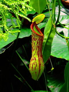Pitcher Plant A Pitcher Plant Leaf hangs delicately awaiting for insects Australia,Carnivorous Plants,Geotagged,Pitcher Plant,Plants,Spring