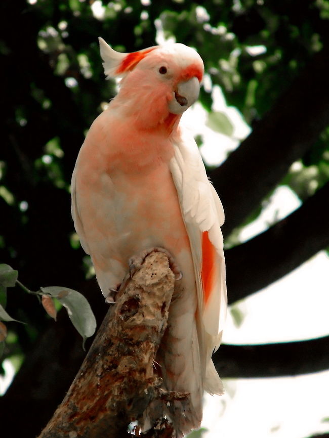 Major Mitchell Cockatoo Portrait of a Major Mitchell Cockatoo Australia,Australian Birds,Birds,Cockatoos,Geotagged,Lophochroa leadbeateri,Major Mitchells Cockatoo,Spring