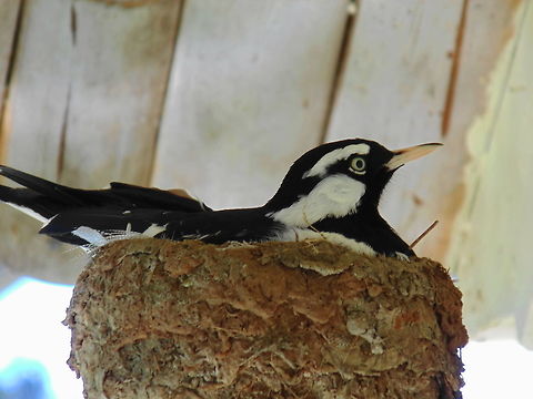 Nesting Pee Wee A Pee Wee or Mudlark sits on the nest made of mud Australia,Australian Birds,Birds,Geotagged,Grallina cyanoleuca,Magpie-lark,Mudlark,Winter