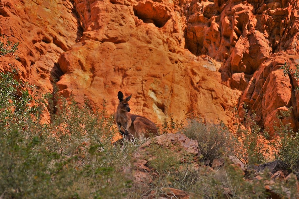 Black footed rock Wallaby Early morning at Simpsons Gap near Alice Springs and we spotted this Black Footed Rock Wallaby high up in the rocks. These Wallabies are now quite rare except for small areas of the West MacDonnell Ranges Australia,Black-flanked rock-wallaby,Geotagged,Petrogale lateralis,Winter