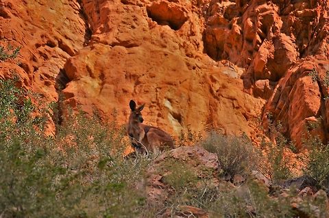 Black footed rock Wallaby Early morning at Simpsons Gap near Alice Springs and we spotted this Black Footed Rock Wallaby high up in the rocks. These Wallabies are now quite rare except for small areas of the West MacDonnell Ranges Australia,Black-flanked rock-wallaby,Geotagged,Petrogale lateralis,Winter