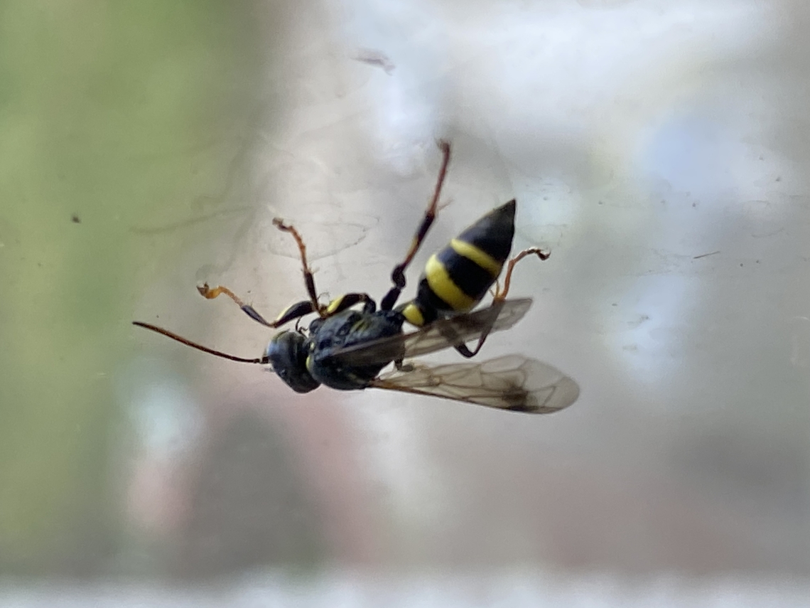 Lestiphorus bicinctus, UK  Geotagged,Lestiphorus bicinctus,Summer,United Kingdom