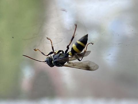 Lestiphorus bicinctus, UK  Geotagged,Lestiphorus bicinctus,Summer,United Kingdom