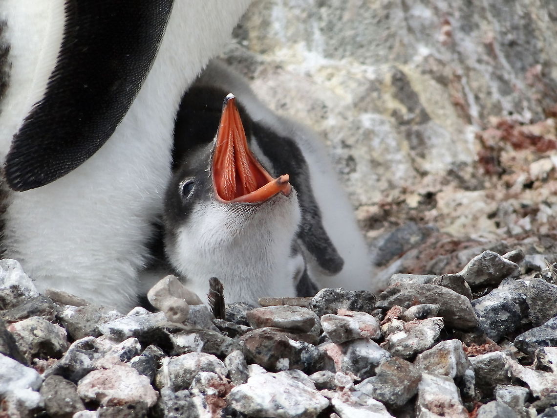 penguin_in_Antarctica1  Gentoo penguin,Pygoscelis papua