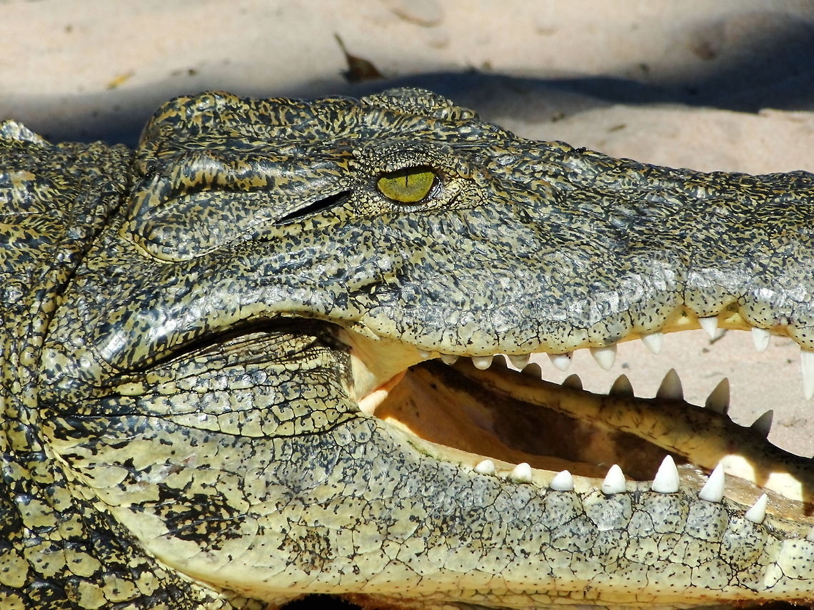 crocodile_in_Botswana1  Crocodylus niloticus,Nile crocodile