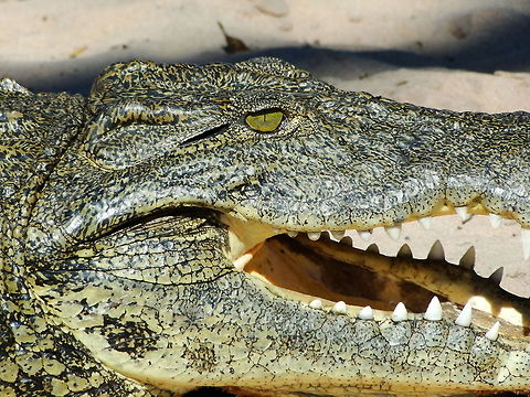 crocodile_in_Botswana1  Crocodylus niloticus,Nile crocodile
