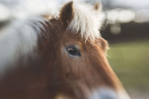 Horse  Domestic horse,Equus ferus caballus