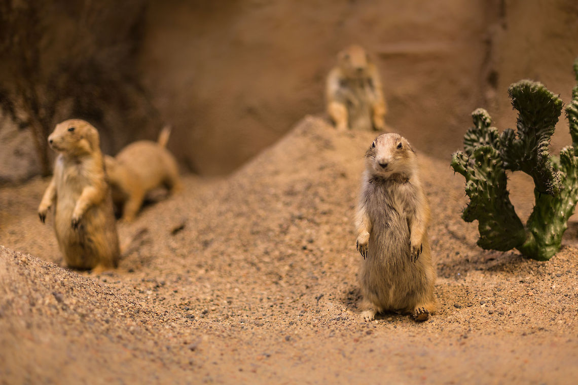 6I3A4875-Edit-2  Black-tailed prairie dog,Cynomys ludovicianus