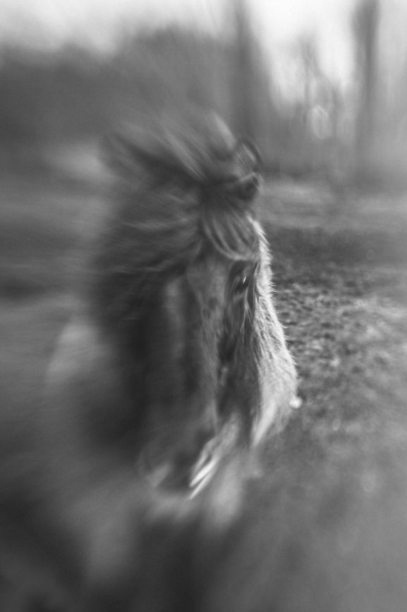 Horse head  Domestic horse,Equus ferus caballus