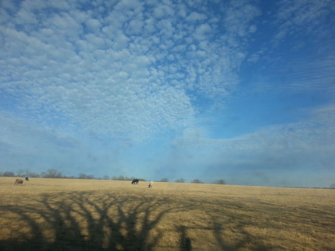 "The sky's the limit" I drove by a cattle farm and thought this would be a lovely picture, so I took it. The cloud arrangement was really cool to see Bos primigenius taurus,Cattle,Cows,Missouri,nature,sky