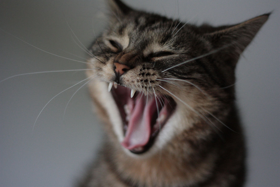 Wild cat scream Guybrush the "wild"cat Cats,Domestic cat,Felis catus...hieroglyph snipped...