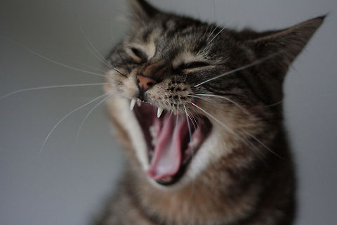 Wild cat scream Guybrush the "wild"cat Cats,Domestic cat,Felis catus...hieroglyph snipped...