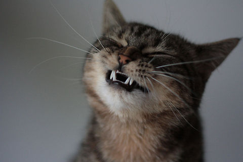 Wild cat closeup Guybrush the "wild"cat Cats,Domestic cat,Felis catus...hieroglyph snipped...