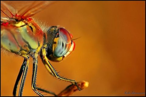 Dragonfly warm colors colors of warm summer Insects,Macro,Odonata,Red-veined darter,Sympetrum fonscolombii,dragonfly