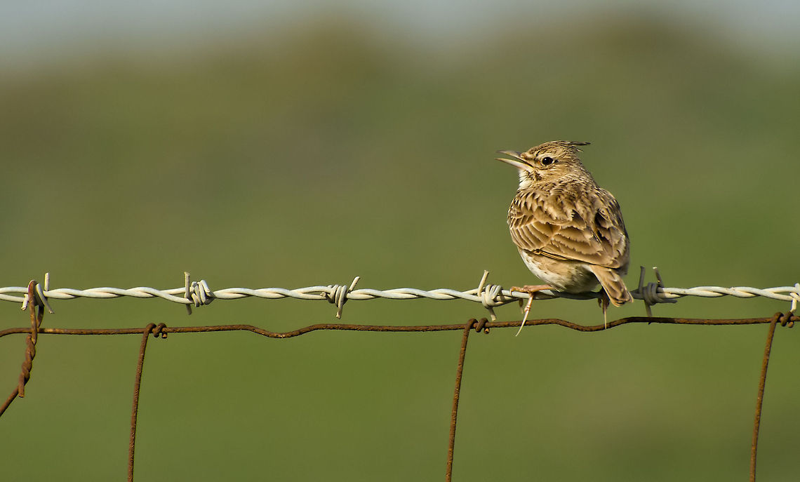 Crested Lark ... Crested Lark on barbed wire. Crested Lark,Galerida cristata,birds,nature,wire