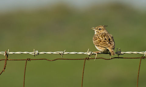 Crested Lark ... Crested Lark on barbed wire. Crested Lark,Galerida cristata,birds,nature,wire