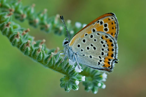 Butterfly has rest time butterfly early in the morning Flowers,Insects,Lycaena thersamon,Macro,Rhopalocera,butterfly