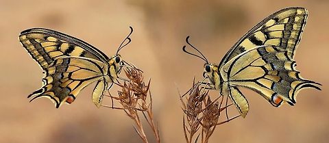 Swallow Tail twins Swallow Tail, 2 frames of the same butterfly from both sides, combined to 1 frame Insects,Macro,Old World swallowtail,Papilio machaon,Swallowtails,butterfly