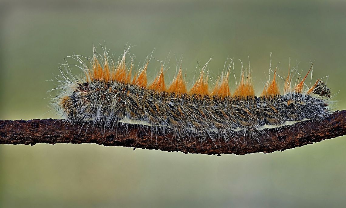 Caterpillar looks like a train it made of several shost, combine to one with Focus Stacking way. Caterpillar,Focus Stacking,Insects,closeup,warm