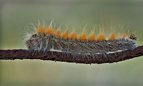 Caterpillar looks like a train it made of several shost, combine to one with Focus Stacking way. Caterpillar,Focus Stacking,Insects,closeup,warm
