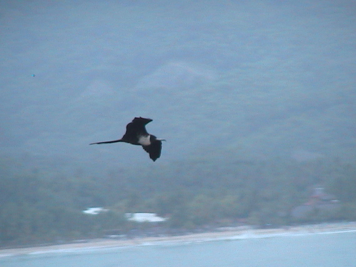 Female Frigate Flying I admire this bird because has evolved to fly higher eliminating the oil of it&#039;s feathers, being dangerous to fishing and because of it, got to steal fish from other ocean birds, know as the Pirate of the Sea for this reason. Fregata magnificens,Frigate,Geotagged,Magnificent Frigatebird,Mexico,Pirate of the Sea