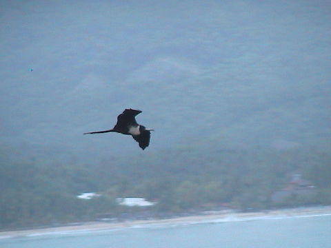 Female Frigate Flying I admire this bird because has evolved to fly higher eliminating the oil of it's feathers, being dangerous to fishing and because of it, got to steal fish from other ocean birds, know as the Pirate of the Sea for this reason. Fregata magnificens,Frigate,Geotagged,Magnificent Frigatebird,Mexico,Pirate of the Sea