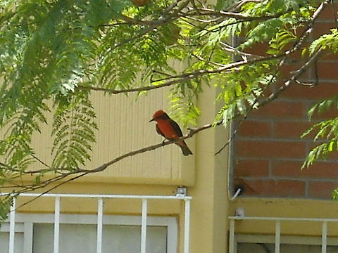 Flycatcher This bird is known as the Flycatcher and appear in Queretaro every spring, it's intensive red and you may watch them near to houses, sometimes this birds come to my home. Geotagged,Mexico,Papamoscas rojo,Pyrocephalus rubinus,Red Flycatcher,Red bird,Vermilion Flycatcher