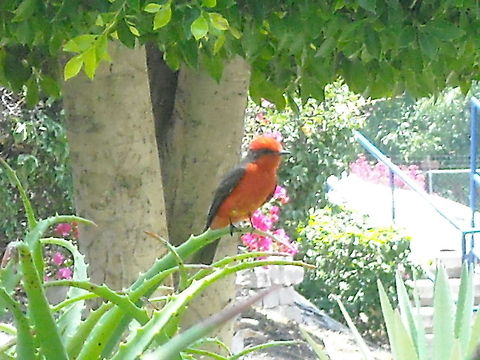 Red Flycatcher I took this picture very close to it, you need luck, time and patience to get very close to a bird without it flies away. Papamoscas rojo,Pyrocephalus rubinus,Red Flycatcher,Vermilion Flycatcher