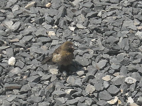 Bird with cold This bird was taken some sunshine in a cold morning at my home in Queretaro, also this bird was looking for food and maybe searching for insects, I like birds visits because they control insects on my yard and enjoy watching them a lot. Bird,spongy