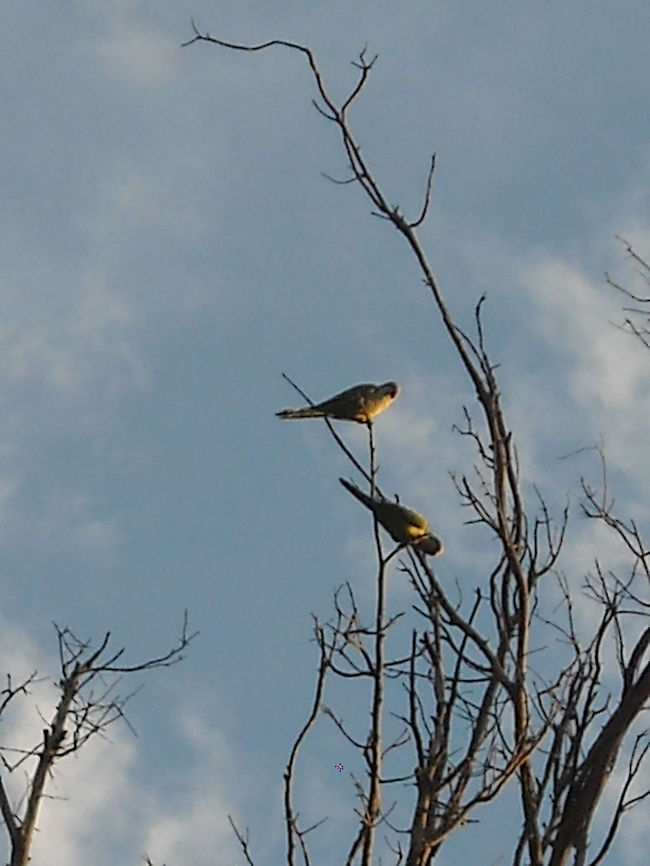 Parrots There are many free parrots in Queretaro, in the place where I took this picture are like 30 or 50 parrots and they live in colony nests, I would like to take some more pictures from them, this place is safe because is a big backyard from a house. Couple of Parrots,Free Parrots,Monk Parakeet,Myiopsitta monachus,Parrots