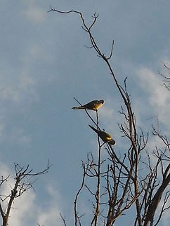 Parrots There are many free parrots in Queretaro, in the place where I took this picture are like 30 or 50 parrots and they live in colony nests, I would like to take some more pictures from them, this place is safe because is a big backyard from a house. Couple of Parrots,Free Parrots,Monk Parakeet,Myiopsitta monachus,Parrots