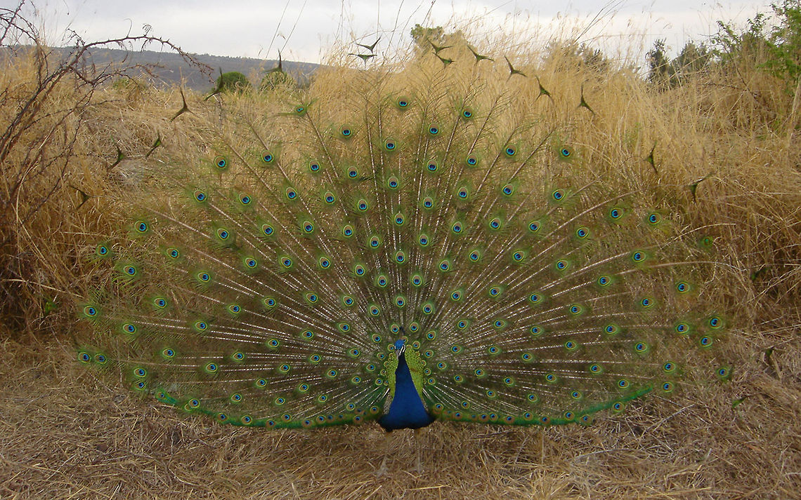 Peacock I was working in Michoacan with an iron worker and there where installing a gate, near to there was this Peacock and I took some pictures of it, got to take several pictures until it got like this, with the tail open and in front of me. Geotagged,Indian Peafowl,Mexico,Michoacan,Open Tail,Pavo cristatus,Peacock