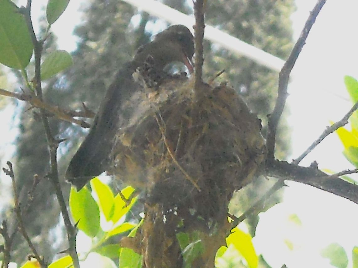 Hummingbird feeding her two young We have a lemon tree on our yard and Hummingbirds like make a nest almost every year, this time they have two young Hummingbirds who flew away in a short time, I took the picture from inside my home through a window and got to be very patient until the lady Hummingbird get on her nest to rest. Hummingbird,Rufous Hummingbird,Selasphorus rufus,nest,young hummingbirds