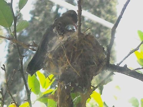 Hummingbird feeding her two young We have a lemon tree on our yard and Hummingbirds like make a nest almost every year, this time they have two young Hummingbirds who flew away in a short time, I took the picture from inside my home through a window and got to be very patient until the lady Hummingbird get on her nest to rest. Hummingbird,Rufous Hummingbird,Selasphorus rufus,nest,young hummingbirds