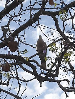 Dove This dove was at the street out of my home, you can hear them when singing, there are many outside and I like to see them... Dove,Eurasian Collared Dove,Singing,Streptopelia decaocto
