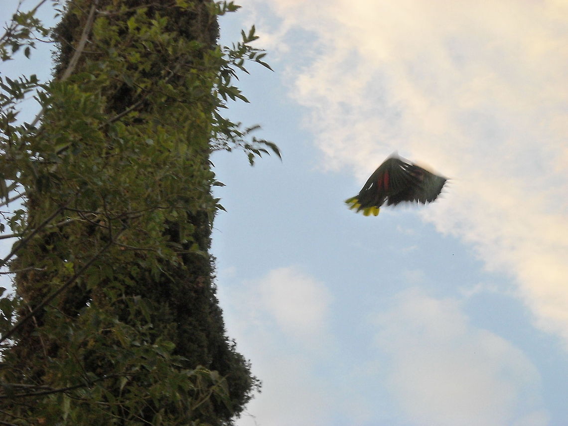 Green Macaw Birds visit our home in Queretaro, whis green macaw was yesterday afternoon outside from our home at the street and I took two pictures, I need to get close and the green macaw flew away, but I got it flying on this picture... Ara chloropterus,Geotagged,Green Macaw,Mexico,Red-and-green Macaw