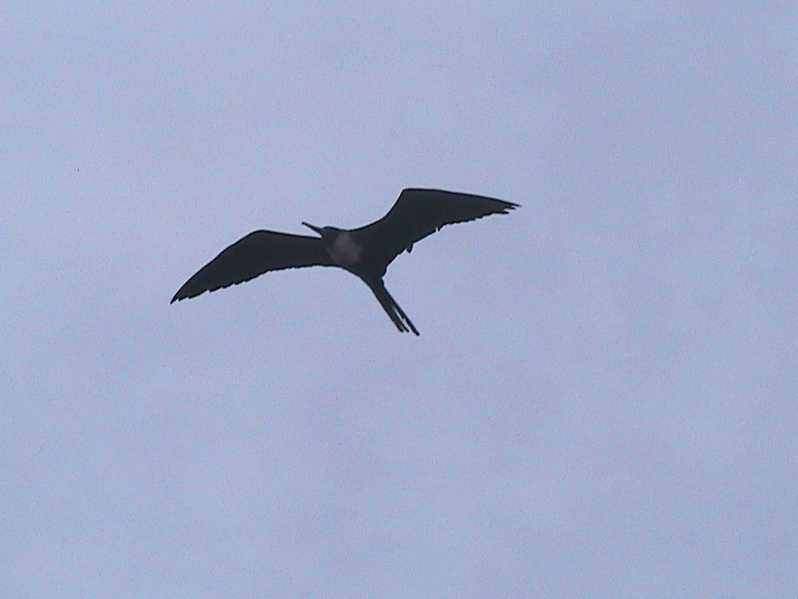 Female Frigate I was with my wife at Ixtapa Zihuatanejo and took this picture from a female frigate, I like this birds because they fly high and could sleep when flying... Fregata magnificens,Frigate Bird,Magnificent Frigatebird
