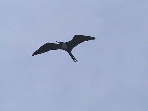 Female Frigate I was with my wife at Ixtapa Zihuatanejo and took this picture from a female frigate, I like this birds because they fly high and could sleep when flying... Fregata magnificens,Frigate Bird,Magnificent Frigatebird
