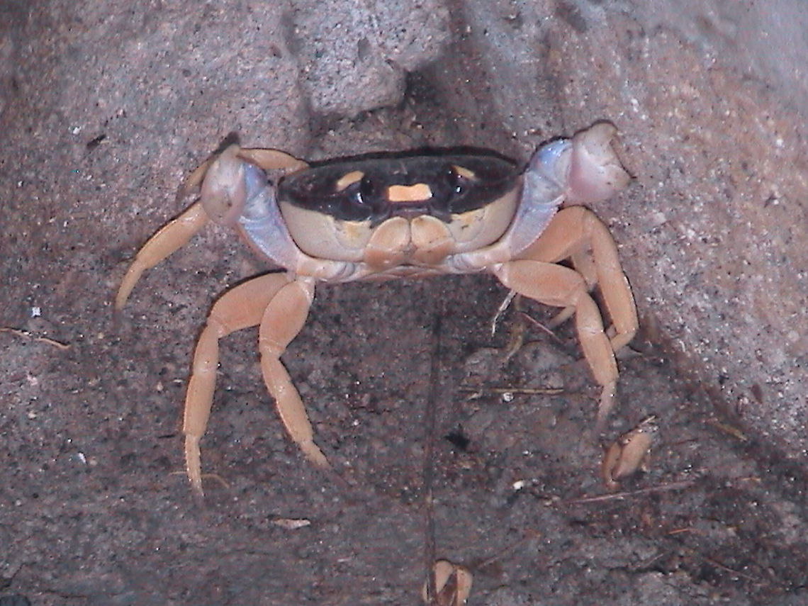Young Crab On this picture you may see that this crab was defending his self, the claws are open ready to fight... Gecarcinus quadratus,Geotagged,Mexico,Summer,crab