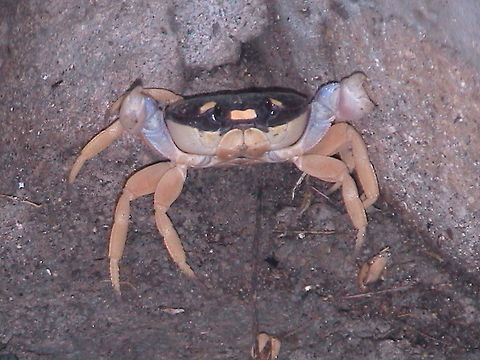 Young Crab On this picture you may see that this crab was defending his self, the claws are open ready to fight... Gecarcinus quadratus,Geotagged,Mexico,Summer,crab