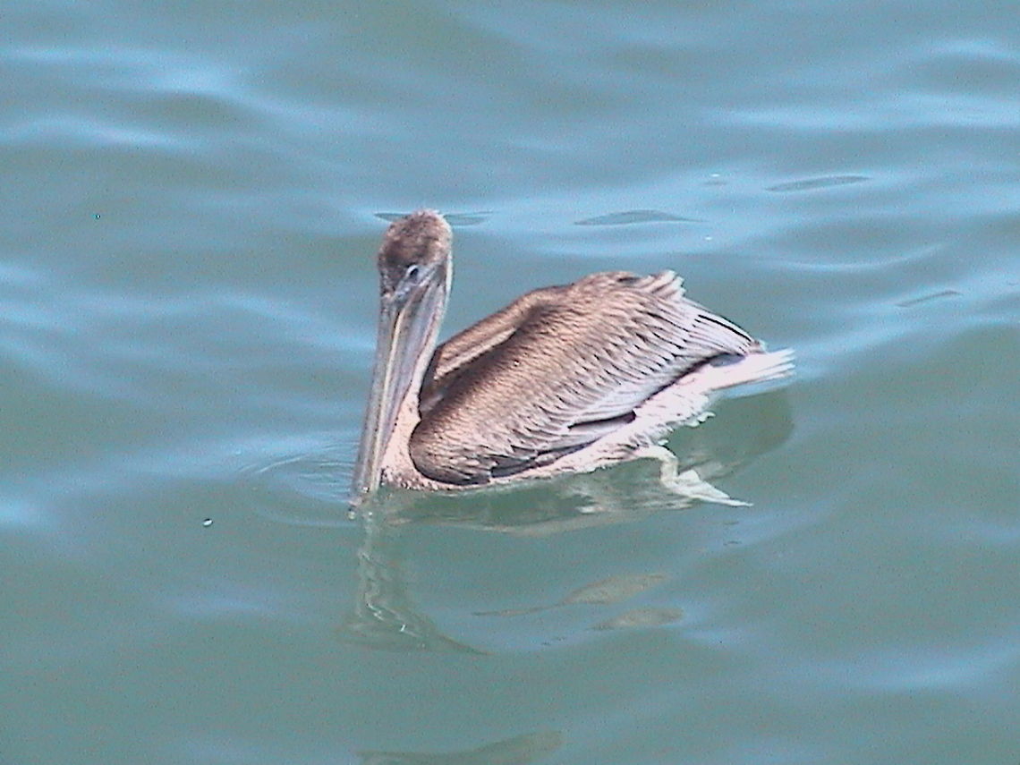 Pelican This pelican was near to us when taking a boat in Zihuatanejo, Mexico. Brown Pelican,Pelecanus occidentalis,Pelican